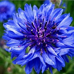 深秋的蓝菊