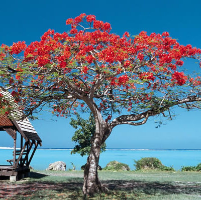 唐鹏: 海螺水泥的比较分析 $海螺水泥(SH6005