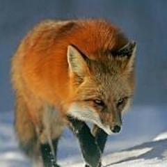 红狐狸_fox
