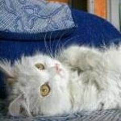 西瓜大白猫