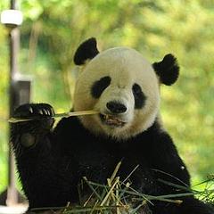 熊猫的思考