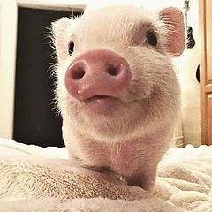 一只可爱小猪猪