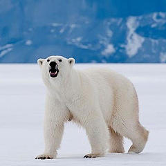 最后一只北极熊