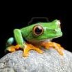 little_frog