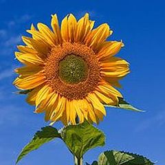 SunflowerUS