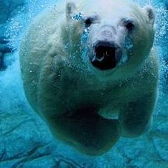 北极大熊