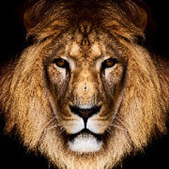 lion一