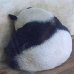 大熊猫猫