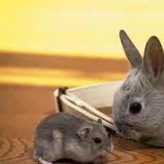 鼠鼠家的兔兔