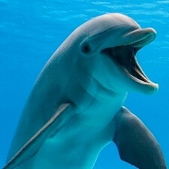 海豚不会说话