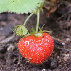 自己种草莓