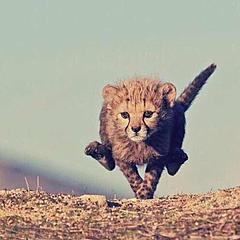 奔跑的小狮子