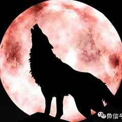月光下的苍狼