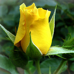 阳光下的黄玫瑰