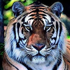 alltiger