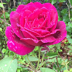 rose0129