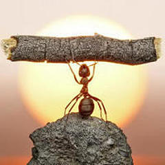 跳高的蚂蚁