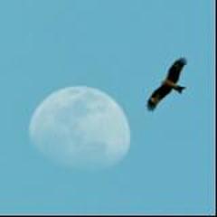 月伴飞鹰