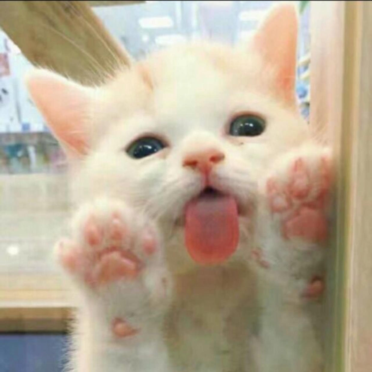 白白不爱猫猫: 明天加仓苏州高新 我来盘一下逻