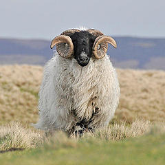 苏格兰的黑面羊