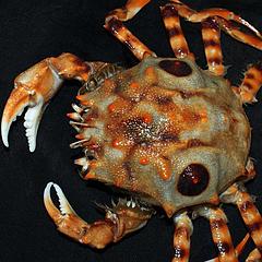 Crab爬出滞涨周期