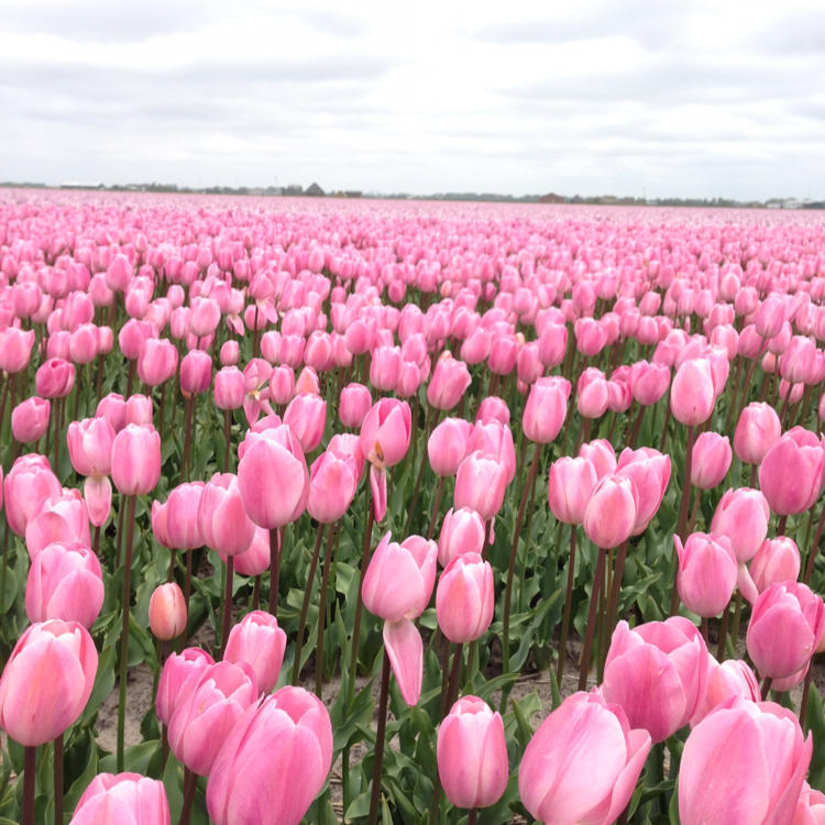 小桃花园: 投资游乐园 $中国平安(SH601318)$