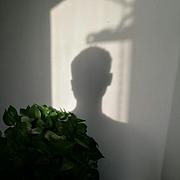 东方树叶乌龙茶