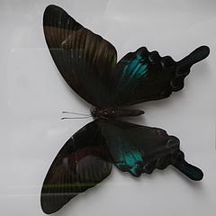 黑蝴蝶--