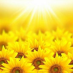 sunflowerle