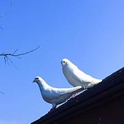 用户头像