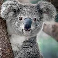 Koala2046