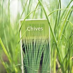 Chives_Capital