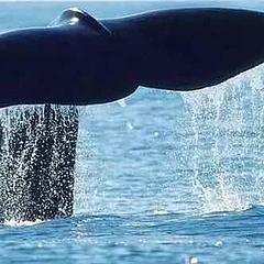 鲸鱼de尾巴