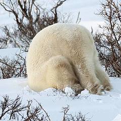 被雪埋的北极熊