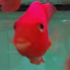 一条小红鱼