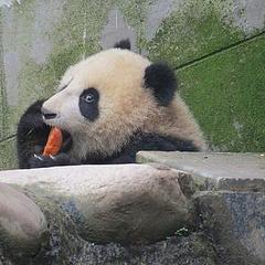 大熊猫七仔