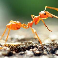 蚂蚁的野望