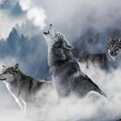 北方之狼
