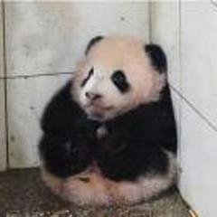 学着低吸的快乐熊猫