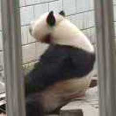 小熊猫吃肉肉