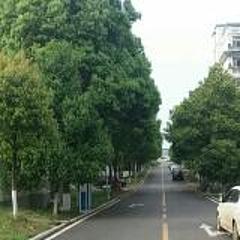 广岛椰子树