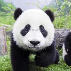 那只帅熊猫