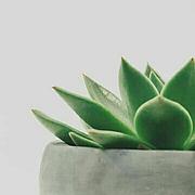 雁月竹笙