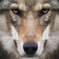 野狼wolf
