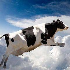 会飞的奶牛