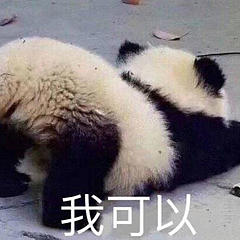 不吃竹子的熊猫吖