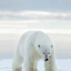 北极熊8er