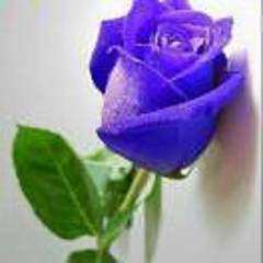 紫玫瑰8qd