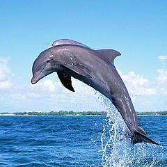 海豚指数估值