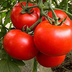 农民种番茄